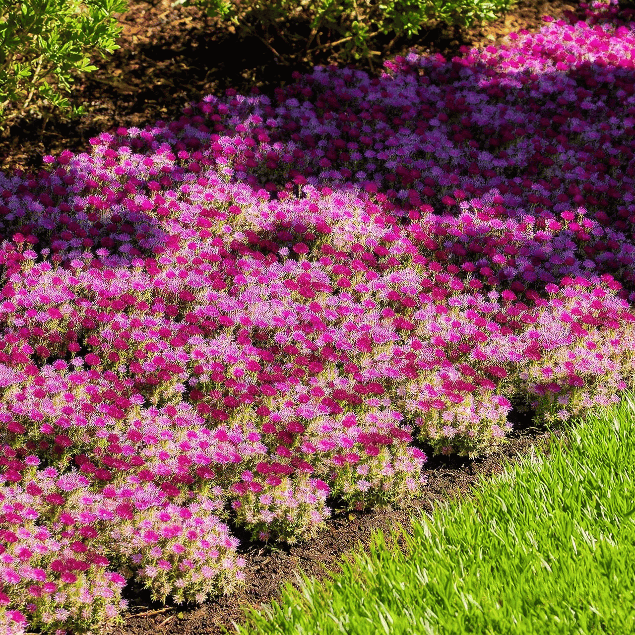 Garden Design